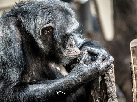 chimpansee in brurgers zoo