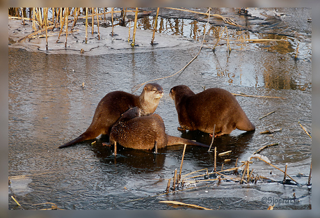 Ottertjes op het ijs