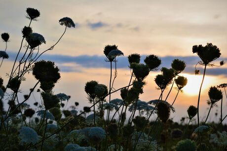 veld bloemen