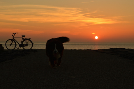 Dog at the Beach