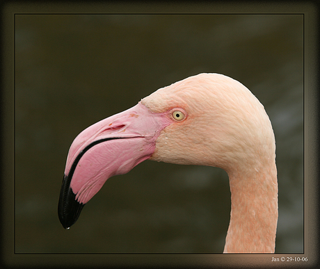 Blijdorp-flamingo