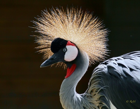 Grijze kroonkraanvogel