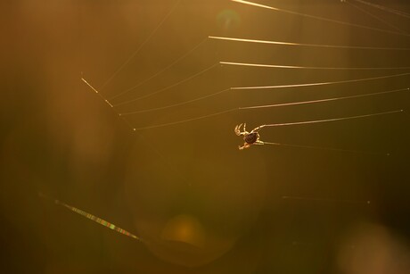 to build a web