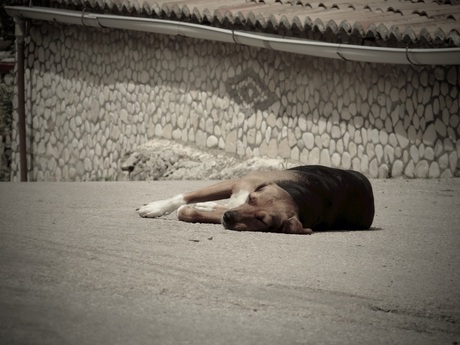 Lazy dog, Zakynthos