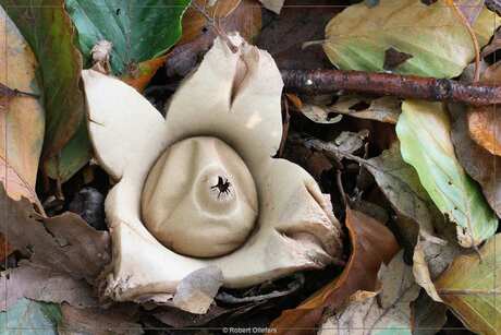 Gekraagde aardster (Geastrum triplex)