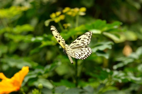 Butterfly in the sky