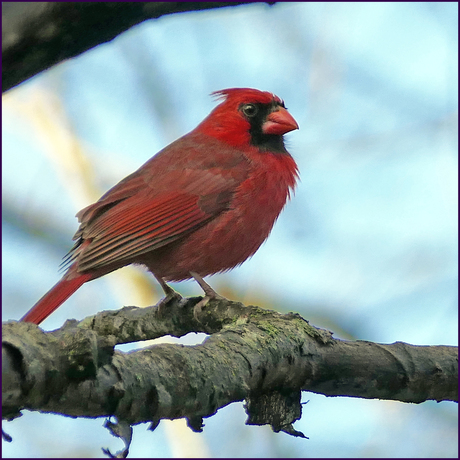 Cardinal