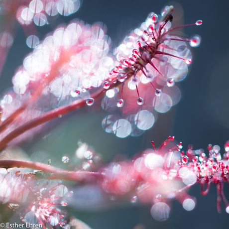 Glitter, glamour, zonnedauw