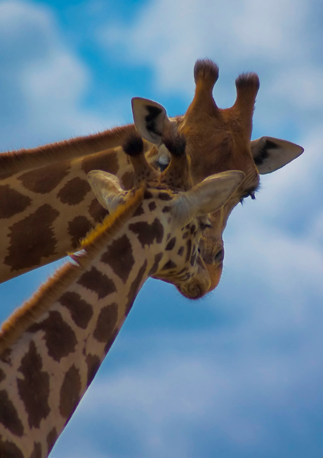 Girafe kiss