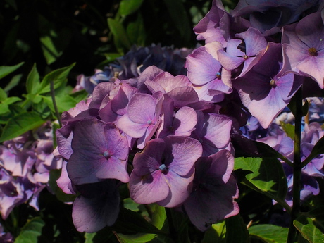 Hortensia