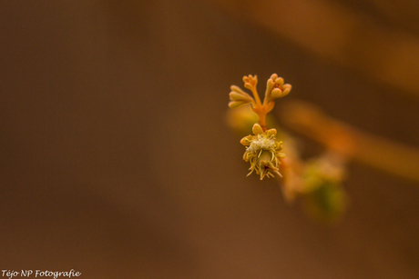 2016-10-12 Bloemen