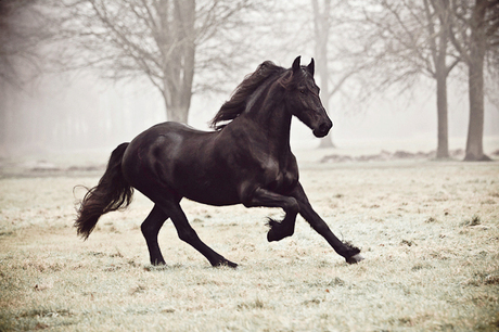 Friesian horse in the fog