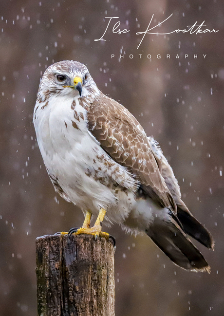 Buizerd in de regen