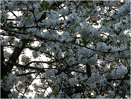 Bloesem, het is lente!