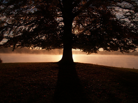 Boom in het morgenlicht