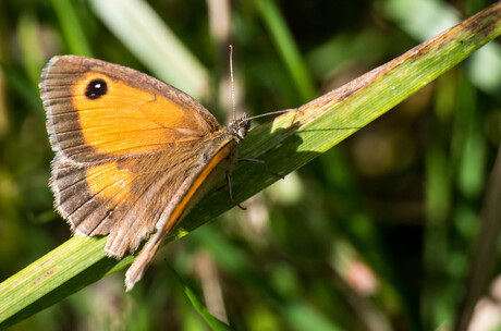 Oranje zandoogje (Pyronia tithonus)