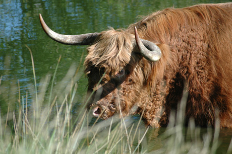 Schotse Hooglander 1