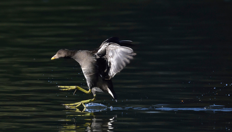 waterhoen juveniel