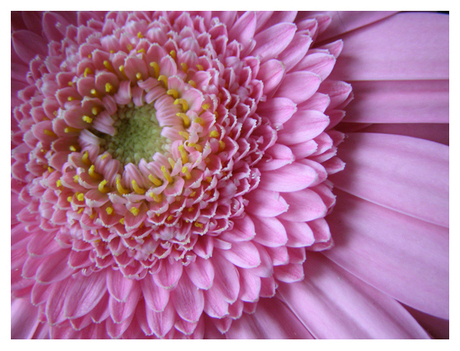 Gerbera