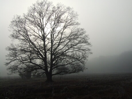 Alleen in de mist