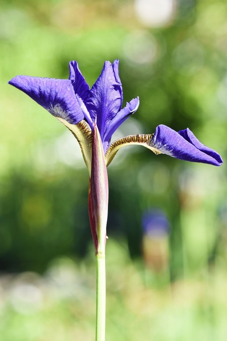 Blauwe iris