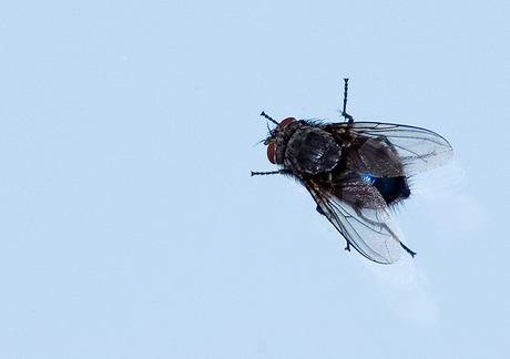 Fly on the windscreen