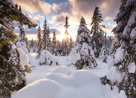 Norwegian Woods