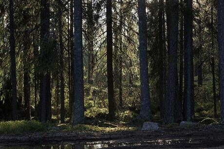 bos in Zweden