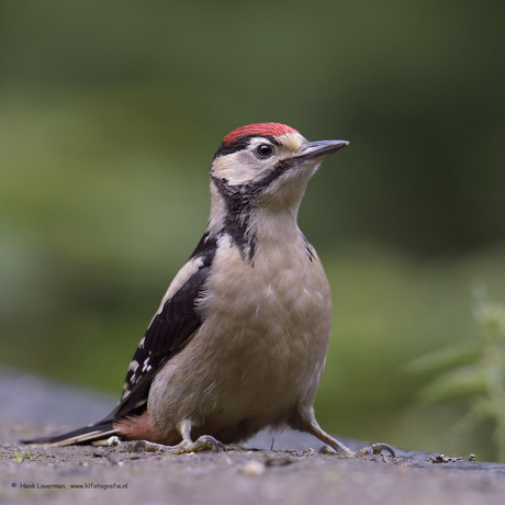 Juveniele Grote Bonte Specht