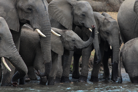 Olifanten familie in Majete Wildlife Reserve