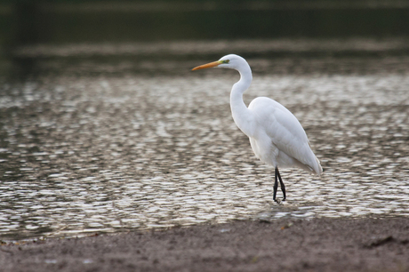 Grote Zilverreiger