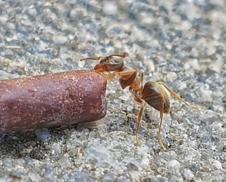 Hagelslag stukje en een mier