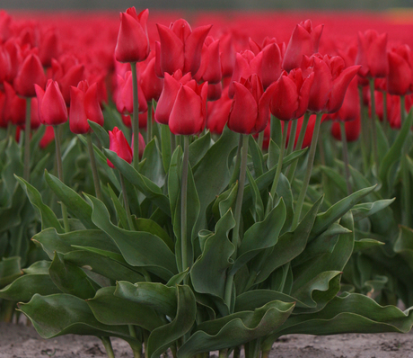 Tulpenvelden in Drenthe