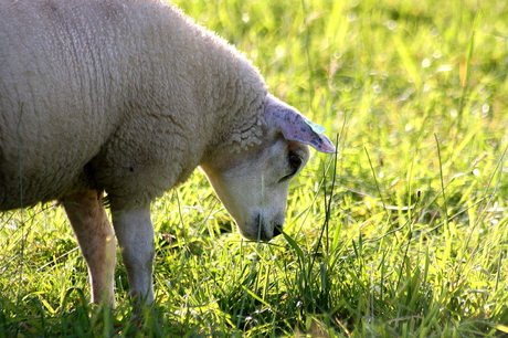 Zou het gras lekker ruiken?