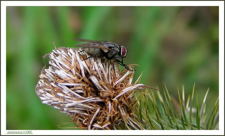 Op uitgebloeide distel. Dit is een bewerkte foto.