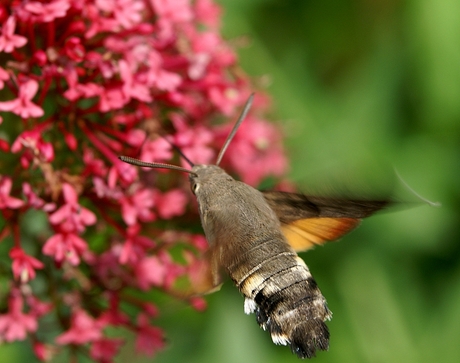 Kolibri vlinder