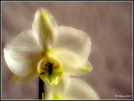 Orchidé.ff groot bekijken.