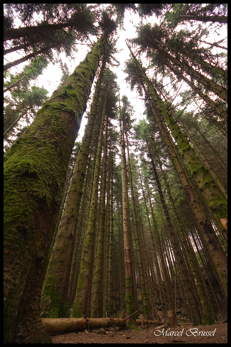 skog