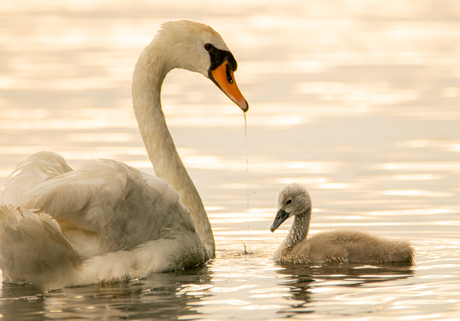 Familie