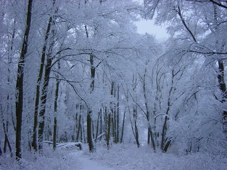 Wilgenbos in de sneeuw