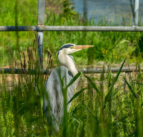 Reiger