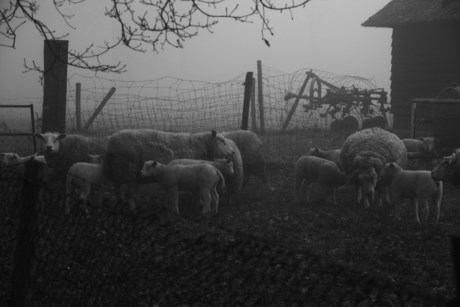 Mistige schapen