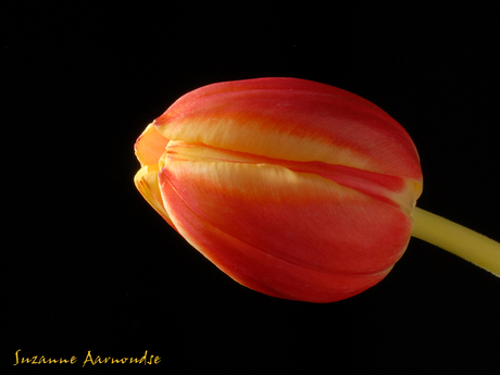 oranje tulp