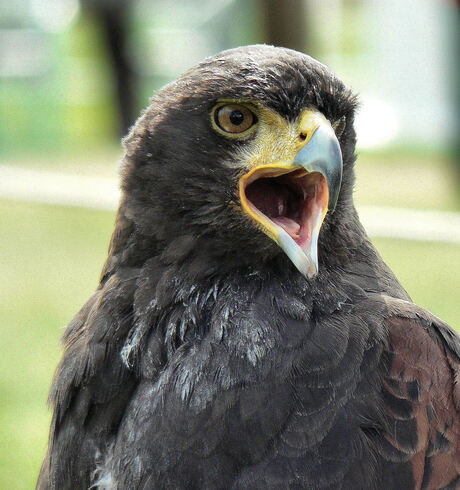 Buizerd