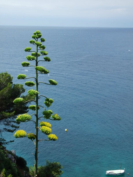 agave, spanje,