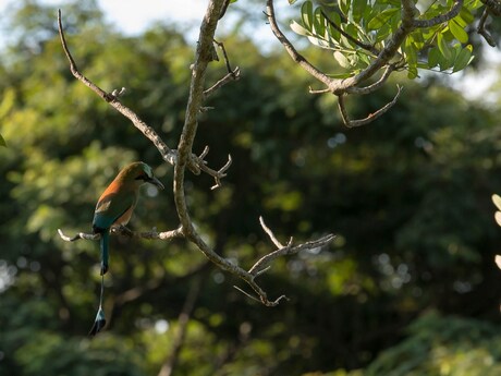 onbekende vogel uit Costa Rica