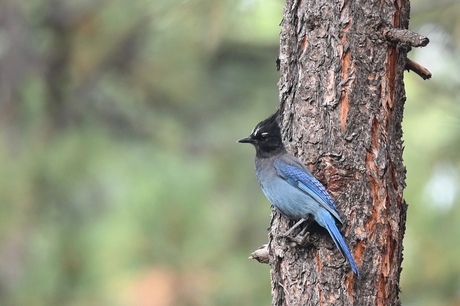 steller jay