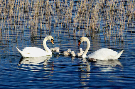 Zwanen met kleintjes