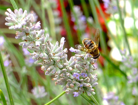 Bij op de lavendel