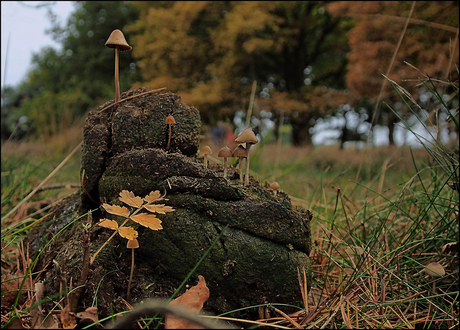 2015-10-24 Grote Bult met..in Hooghalen